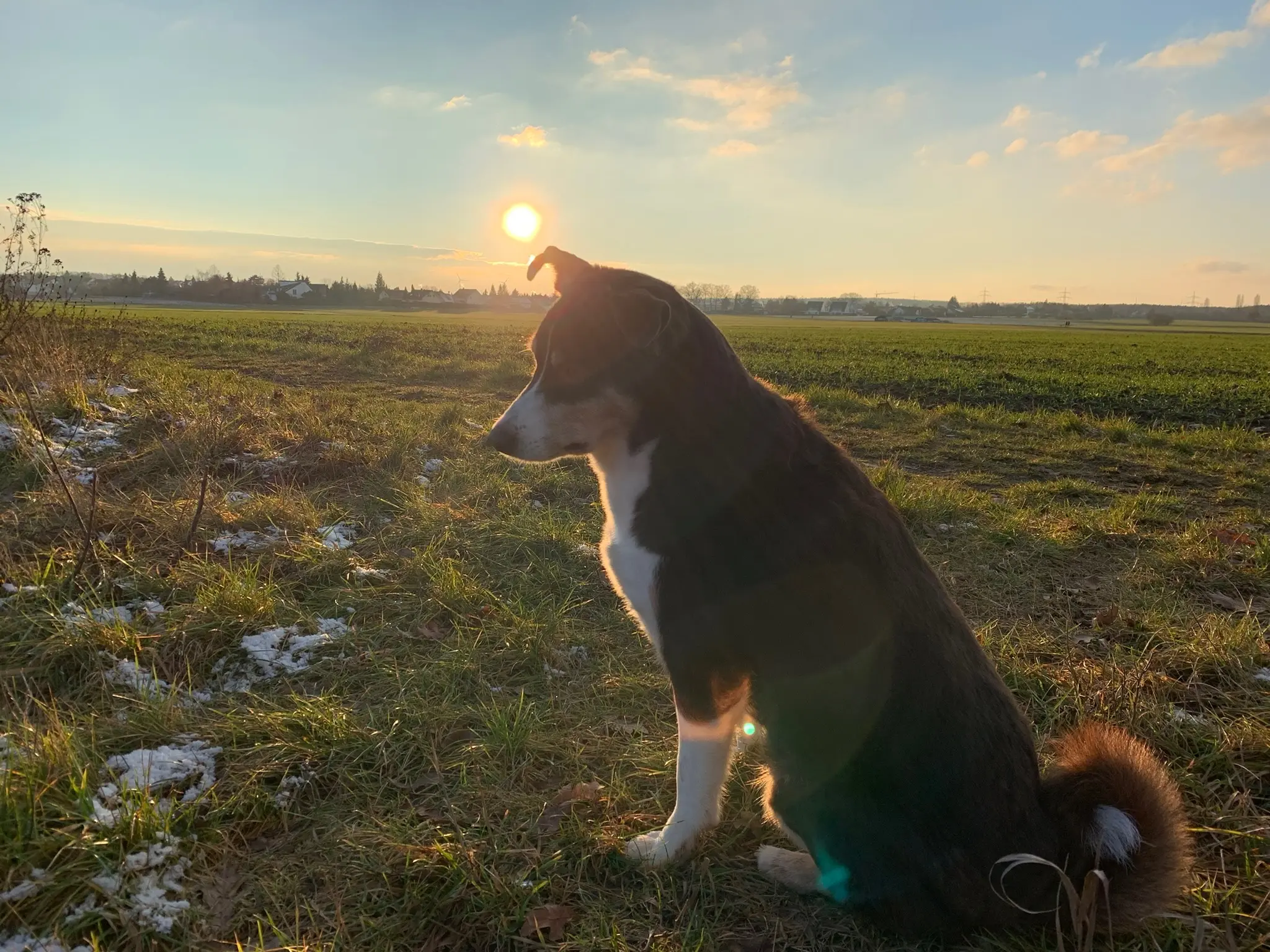 Hund beim Spaziergang im Nürnberger Süden mit DailyPaw