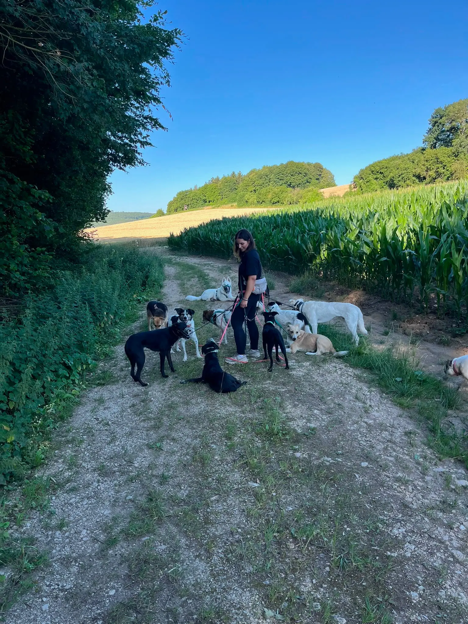 Gassi-Service von DailyPaw in Nürnberg
